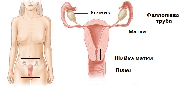 Изображения по запросу Женские органы