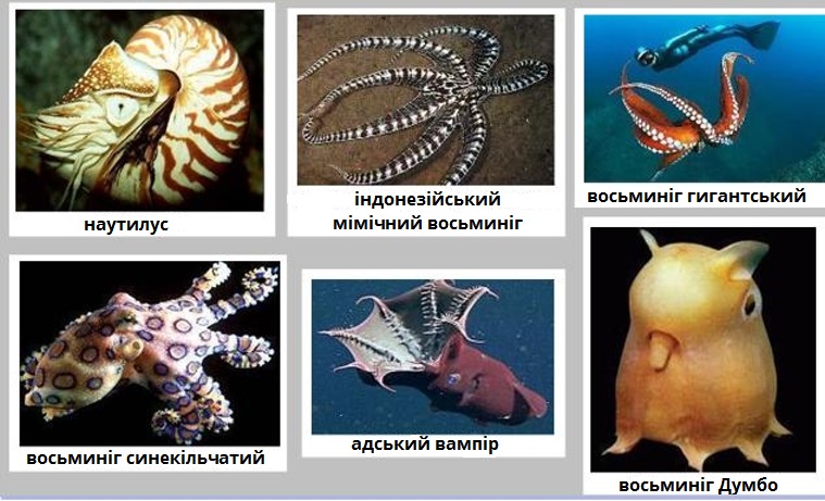 Три примера животных моллюски. Представители класса головоногие моллюски 7 класс. Моллюски (или головоногие, брюхоногие). Класс головоногие осьминог. Биология 7 класс класс головоногие моллюски наутилусы.