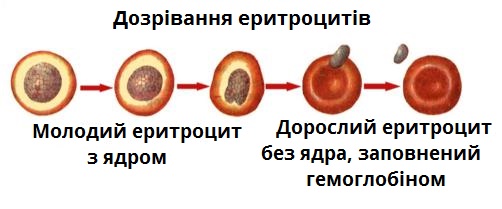 дозрівання_еритроцитів.jpg