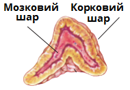 наднирник.png