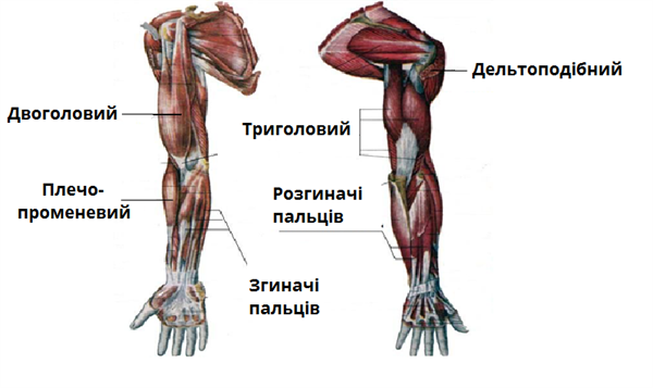 мязи руки01.png