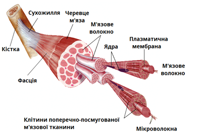 будова мяза.png