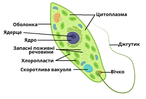 евглена_підписи.png