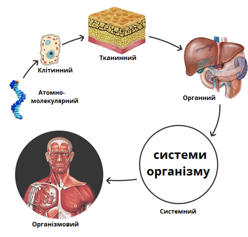рівні_організації.png