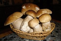 білий гриб.jpg