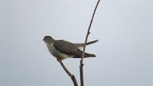 cuckoo pix.jpg