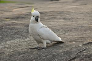 cockatoo-pix.jpg