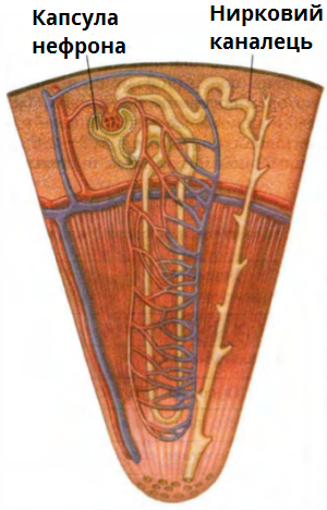 капсула нефрона.png