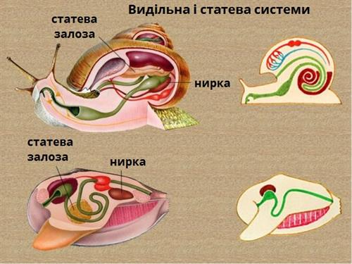 видільна і статева системи підписи.jpg