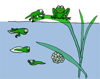 frog-g4d151cf63_1921.png