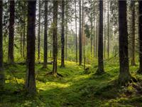 forest.jpg