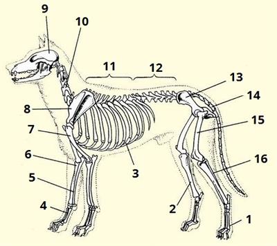 скелет цифри5.jpg