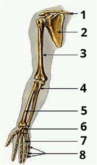 скелет рука цифри.jpg