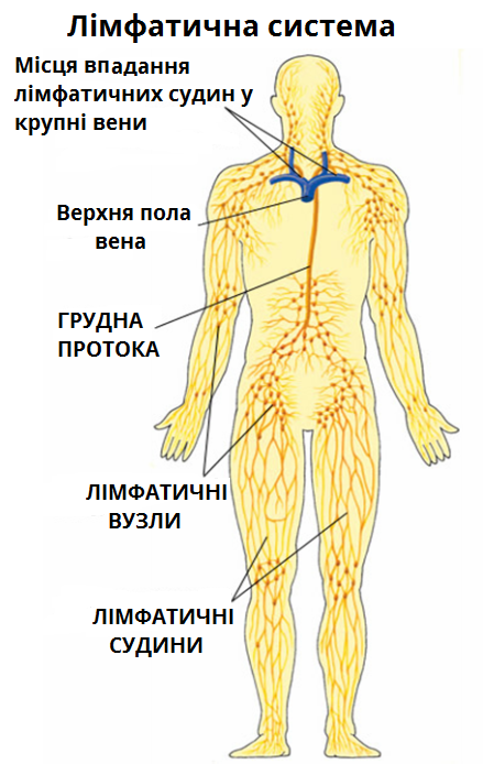 Лімфатична система2.png
