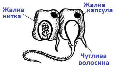 жалкіклітини.jpg