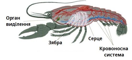 Рак_системи органів-підписи.jpg