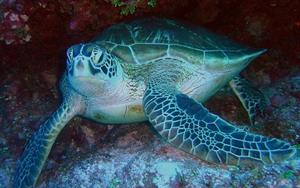 морська черепаха13.jpg