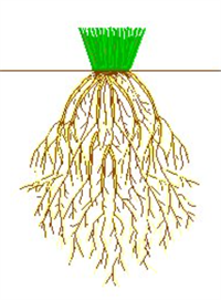 мичкувата4.png