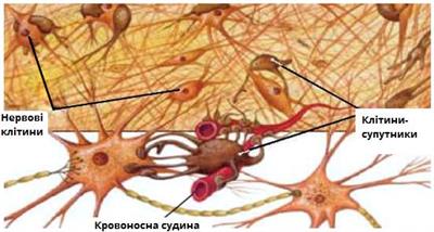нервова тканина.jpg
