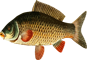 рыба.png