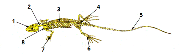 cкелет ящірки цифри1.png