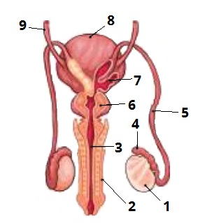 чоловіча цифри 4.jpg