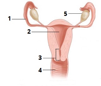 Жіноча цифри5.jpg