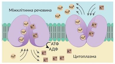 7-додаткова.JPG