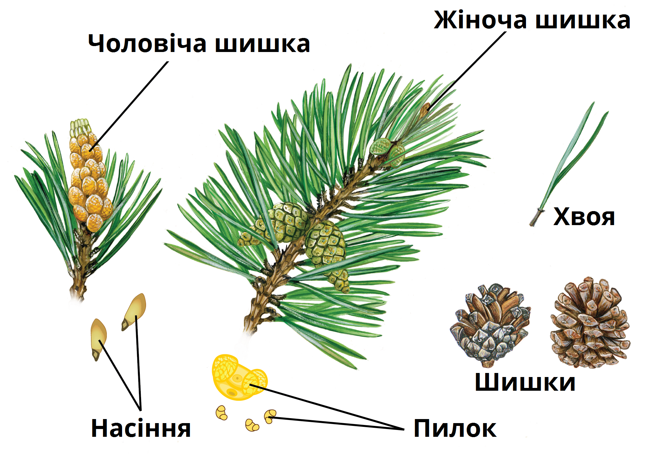 Сосна звичайна — урок. Біологія, 6 клас.
