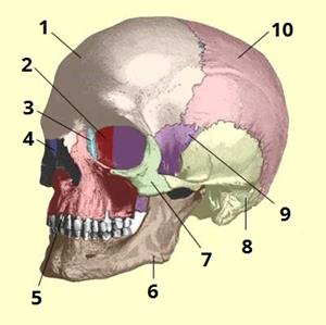 череп цифри1.jpg