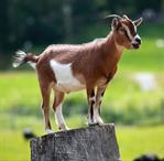 goat1.jpg