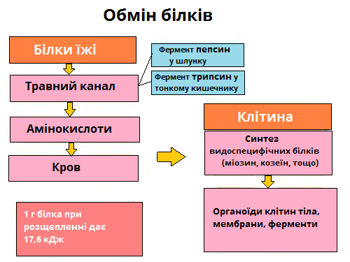 обмін білків.png