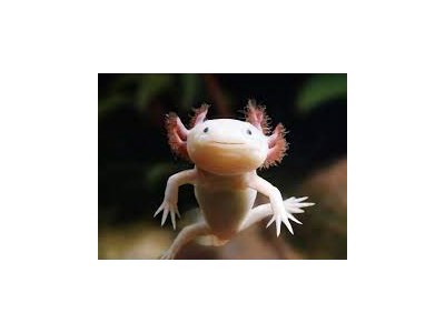 Дар'я Усікова