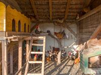 Shutterstock_547134790_chicken coop_vistu kūts.jpg