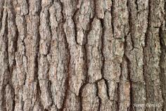22-white-pine-bark.jpg